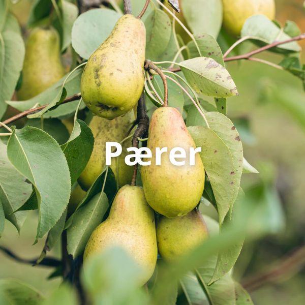 Pærer