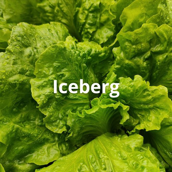 Iceberg