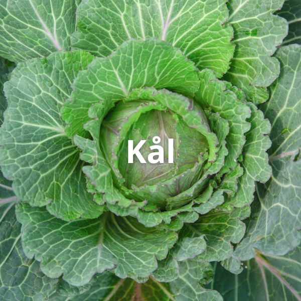 Kål
