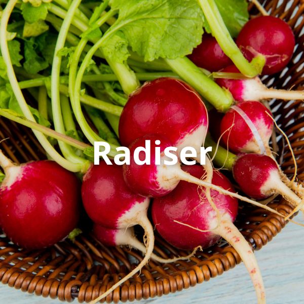 Radiser