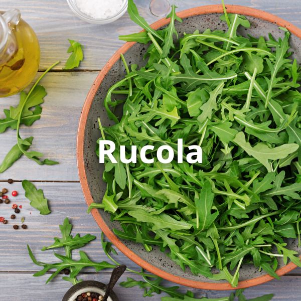 Rucola