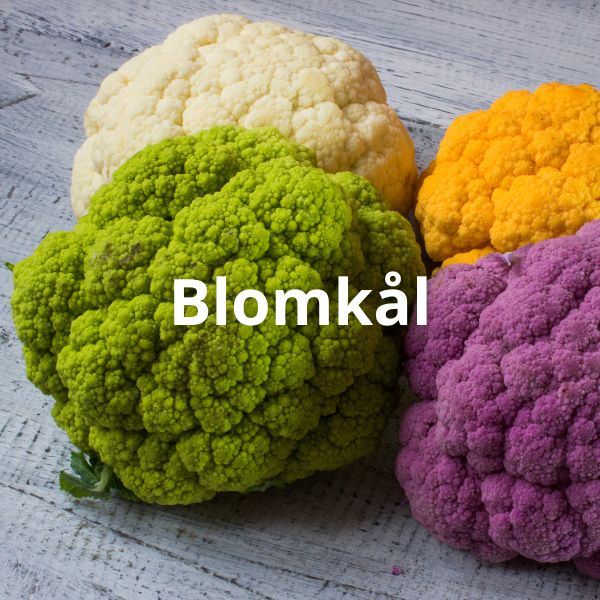 Blomkål