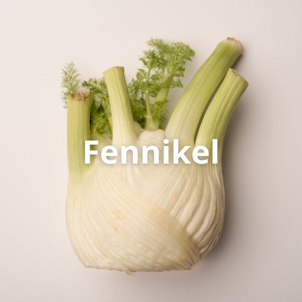 Fennikel