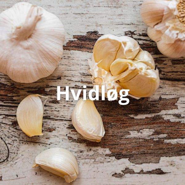 Hvidløg